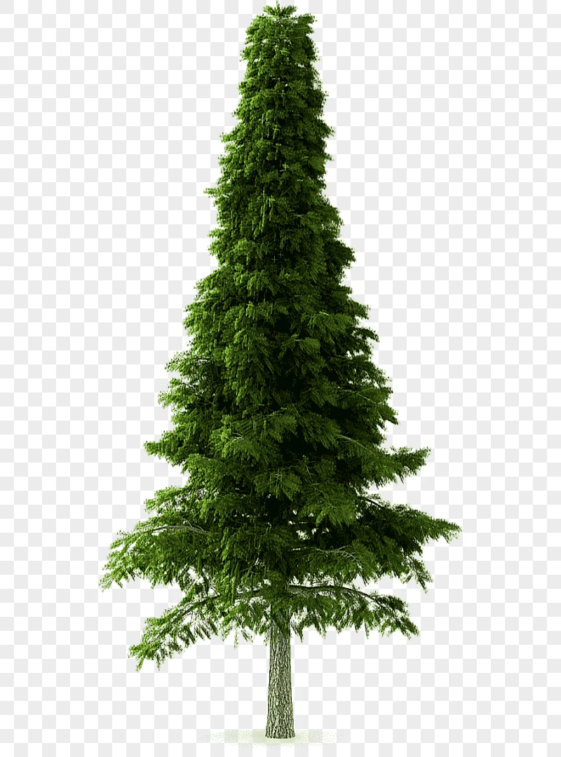 png clipart pine tree deodar cedar himalayas norway spruce tree pine pine tree christmas d
