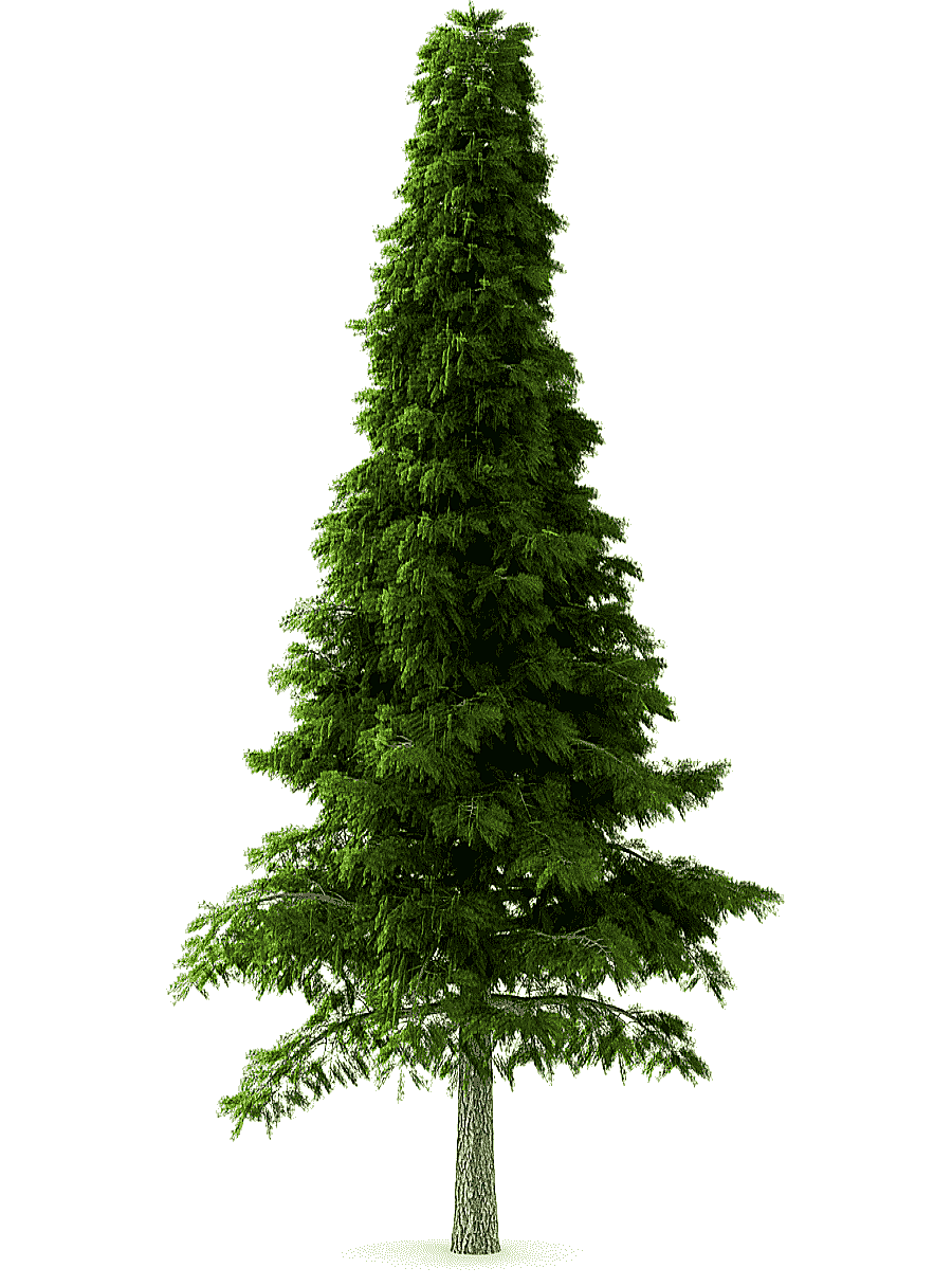 png clipart pine tree deodar cedar himalayas norway spruce tree pine pine tree christmas d