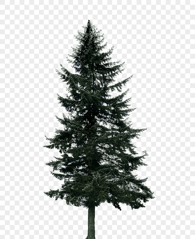 png clipart pine tree fir trees branch christmas decoration