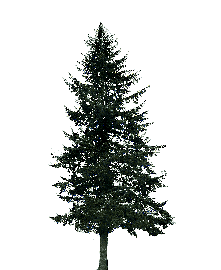 png clipart pine tree fir trees branch christmas decoration
