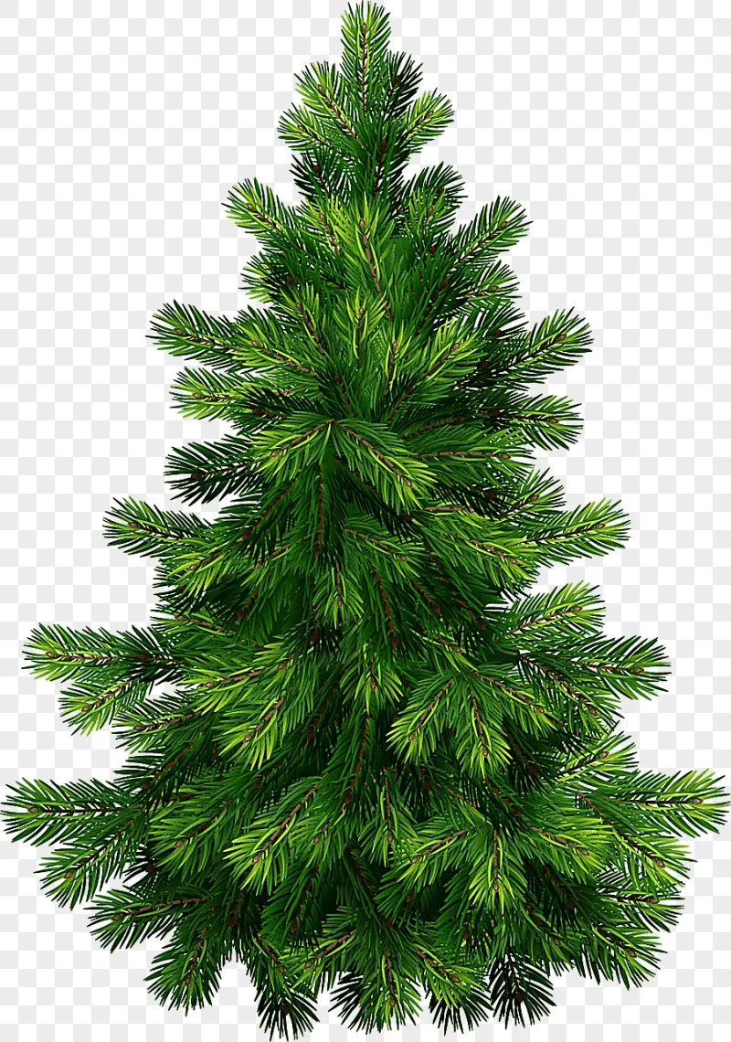 png clipart pine tree pine tree green christmas tree illustration branch grass