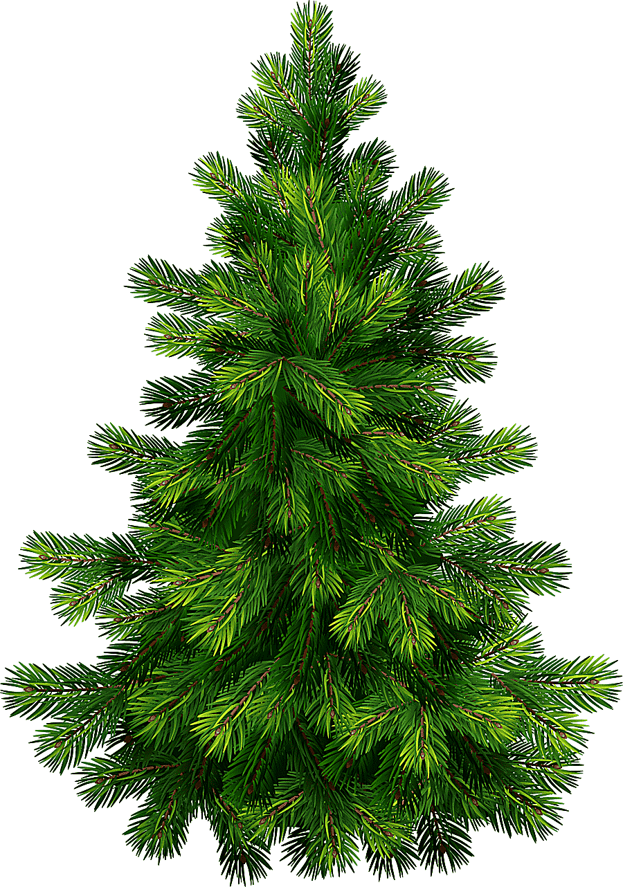 png clipart pine tree pine tree green christmas tree illustration branch grass