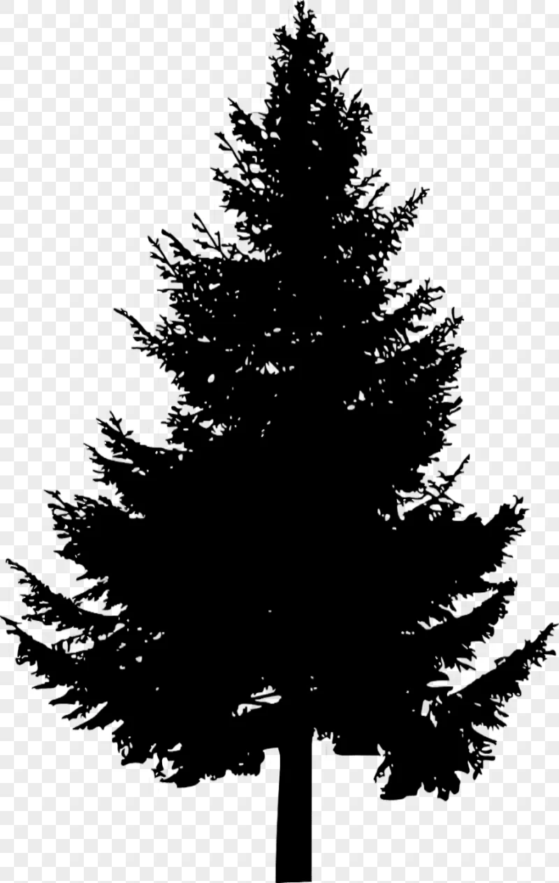 png clipart pine tree silhouette pine tree leaf branch