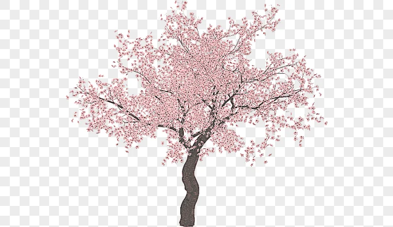 png clipart pink cherry blossom tree illustration cherry blossom tree sakura tree branch t