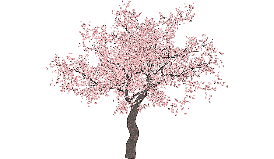 png clipart pink cherry blossom tree illustration cherry blossom tree sakura tree branch t