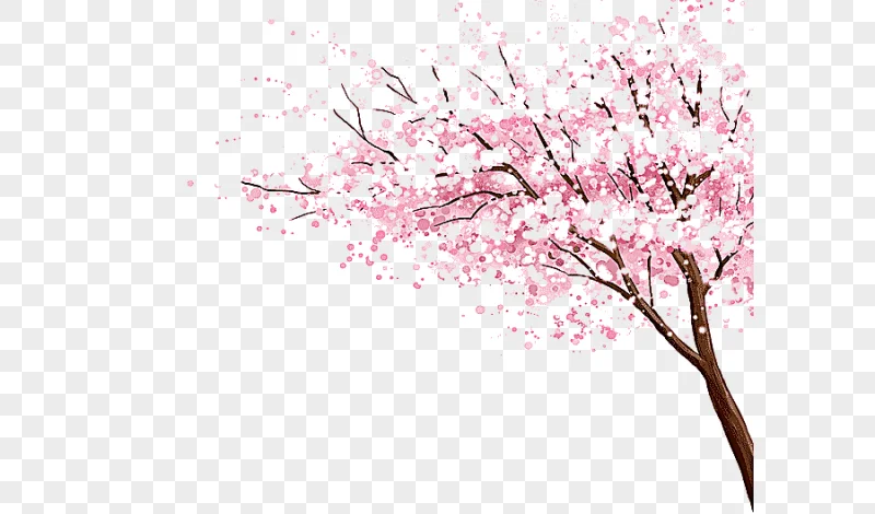 png clipart pink cherry tree pink cherry blossoms