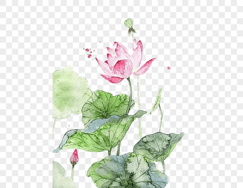 png clipart pink lotus flower watercolor painting watercolor painting watercolour flowers