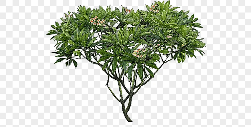 png clipart plumeria alba tree shrub plant tree branch flower