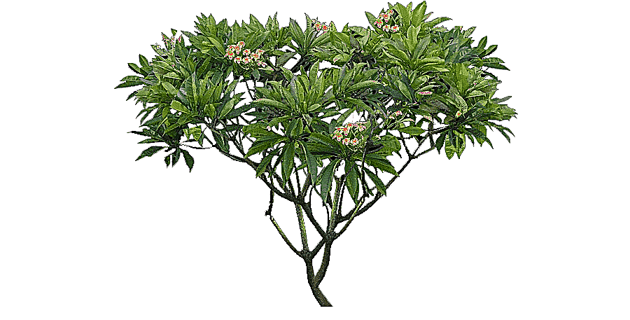 png clipart plumeria alba tree shrub plant tree branch flower