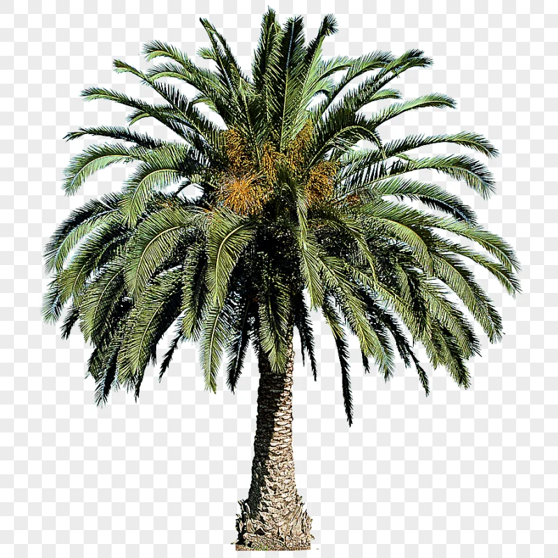 png clipart populus nigra tree arecaceae palm tree palm tree arecaceae