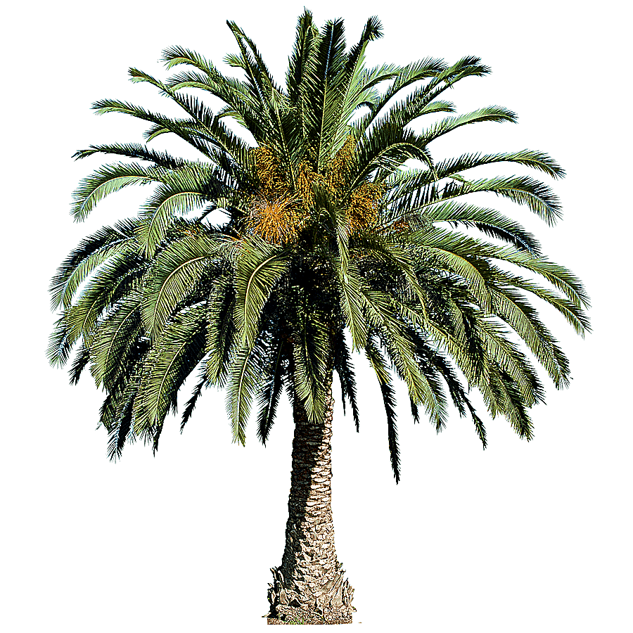 png clipart populus nigra tree arecaceae palm tree palm tree arecaceae