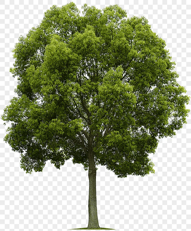 png clipart populus nigra tree deciduous tree branch plant
