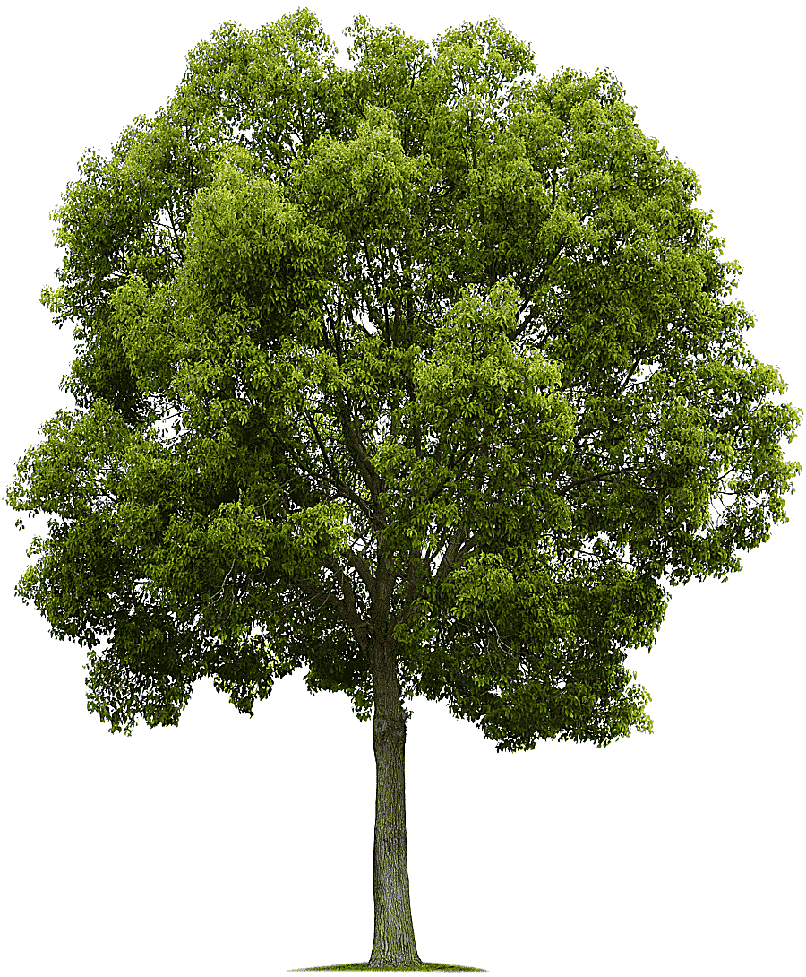 png clipart populus nigra tree deciduous tree branch plant