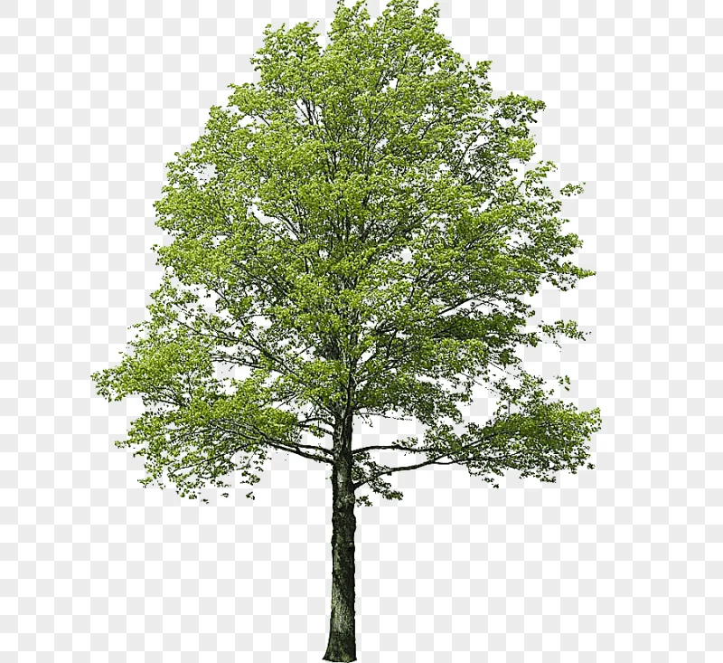 png clipart populus nigra tree rendering landscape arbol of green leafed tree leaf photogr