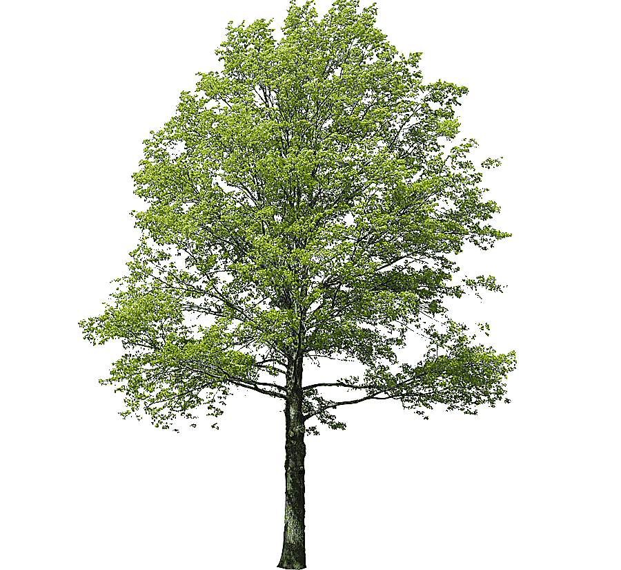 png clipart populus nigra tree rendering landscape arbol of green leafed tree leaf photogr