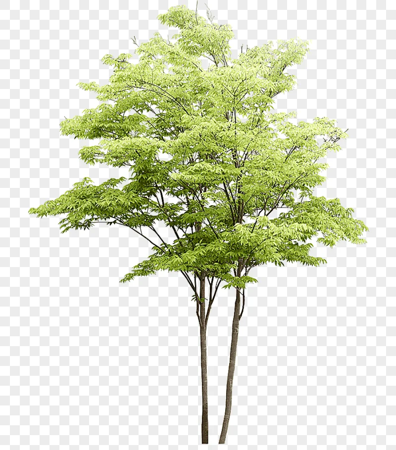 png clipart populus nigra tree watercolor painting landscape architecture trees pattern gr