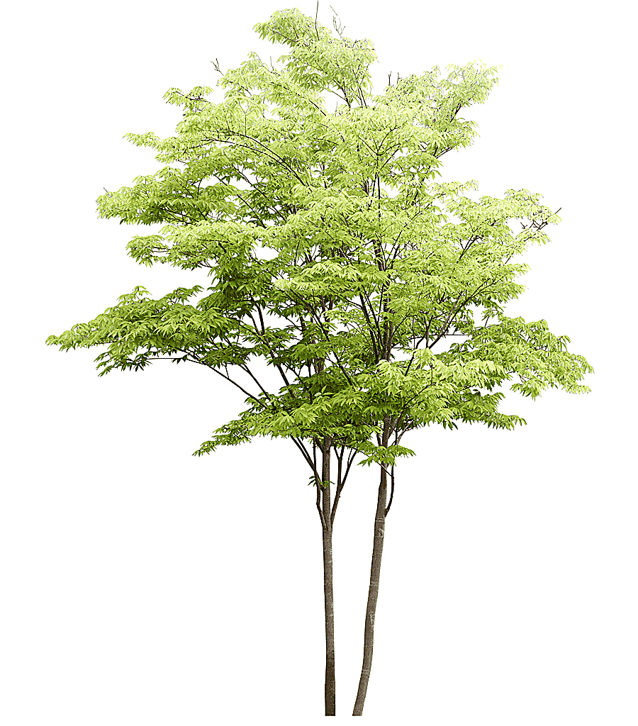 png clipart populus nigra tree watercolor painting landscape architecture trees pattern gr