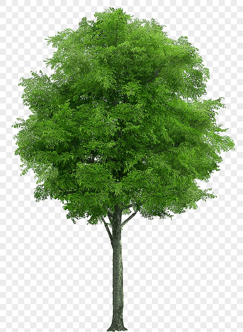 png clipart populus nigra tree watercolor tree leaf branch