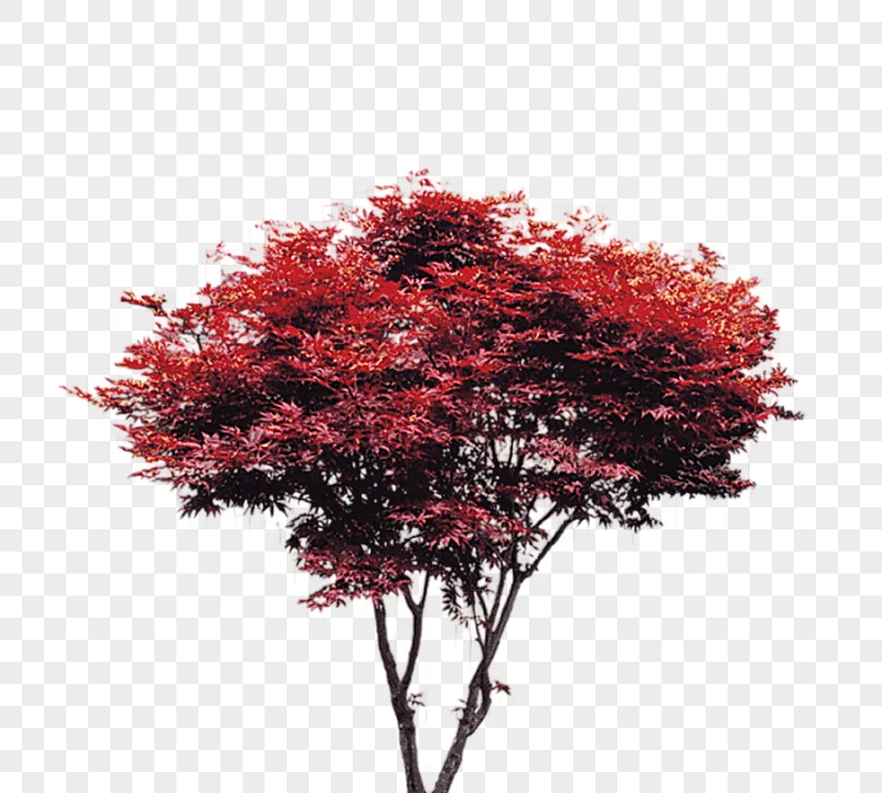 png clipart red leaf tree tree maple red tree trees taobao creative red trees tree branch