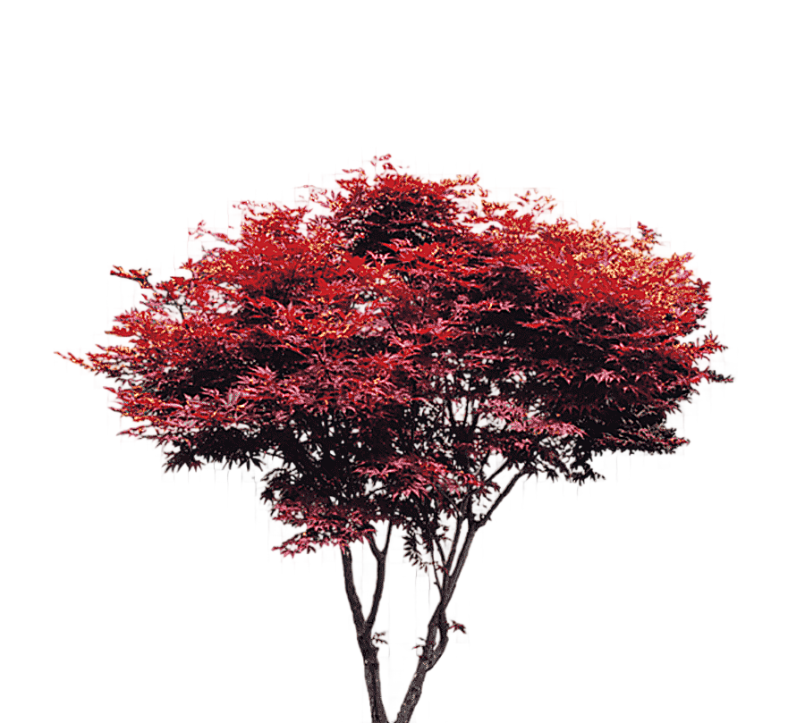 png clipart red leaf tree tree maple red tree trees taobao creative red trees tree branch
