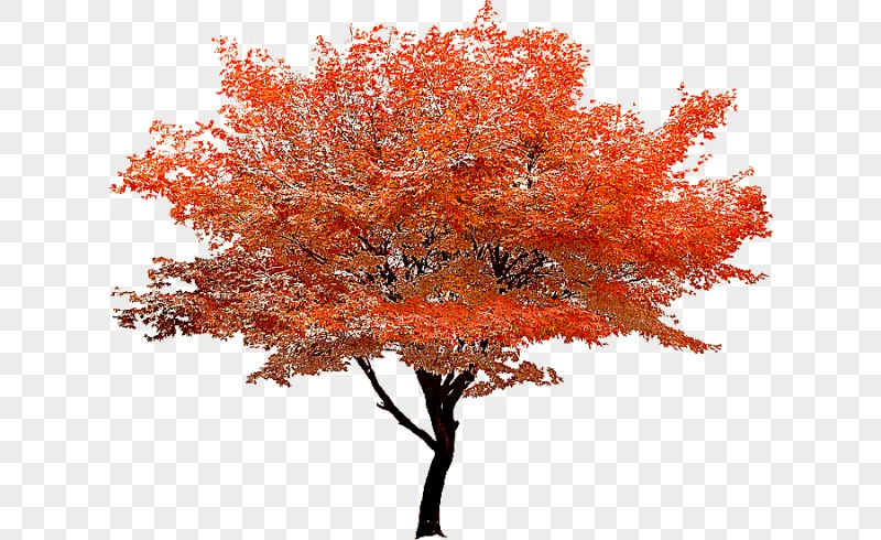 png clipart red maple tree autumn red tree stands scenery template maple