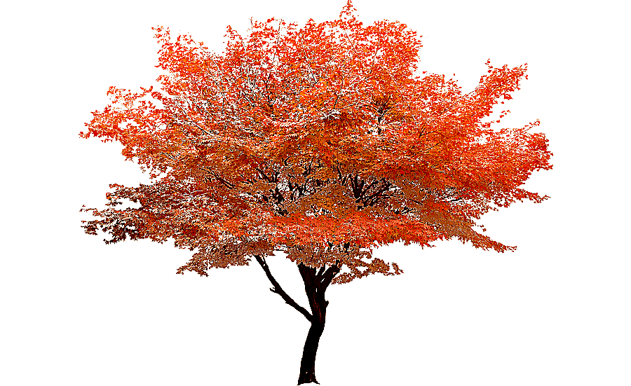 png clipart red maple tree autumn red tree stands scenery template maple