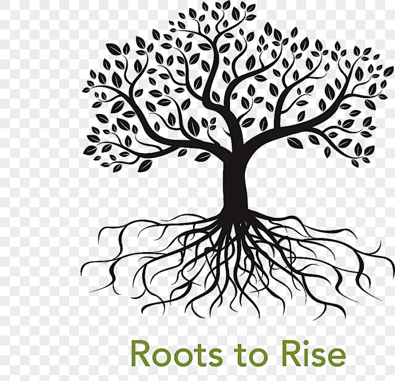 png clipart root tree drawing family tree leaf text