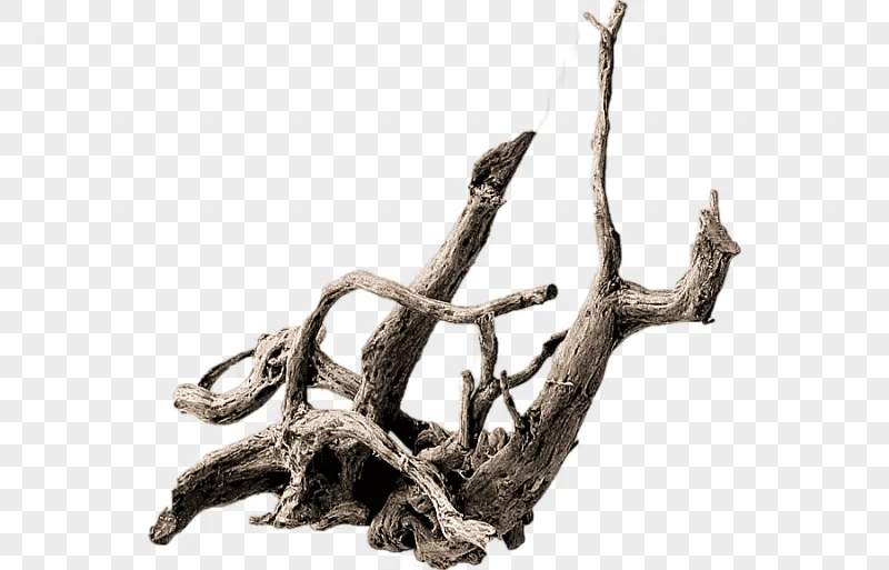 png clipart root tree driftwood de trunk tree aquarium branch
