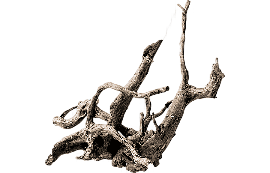 png clipart root tree driftwood de trunk tree aquarium branch