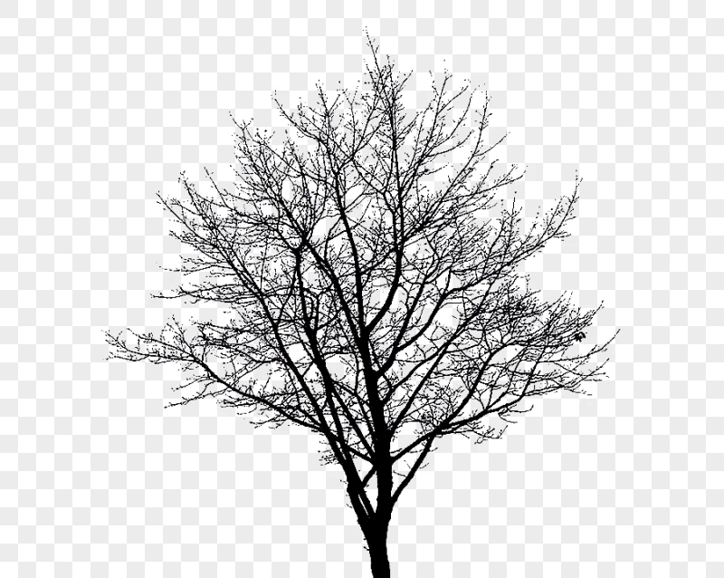 png clipart s of dead trees withered winter trees