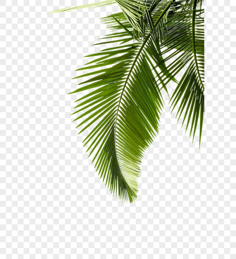 png clipart seaside coconut tree greenery coconut tree