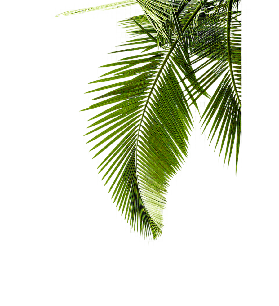 png clipart seaside coconut tree greenery coconut tree