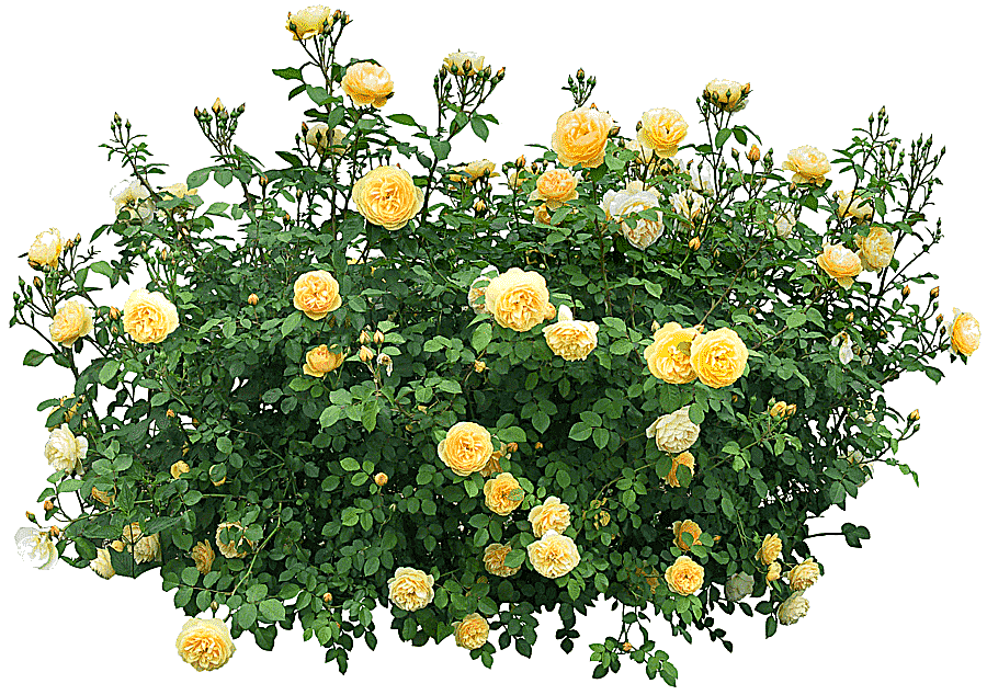 png clipart shrub flower rose tree annual plant tree png