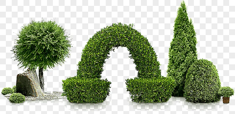 png clipart shrub garden tree plant pine tree service grass