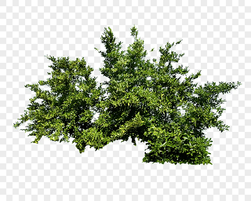 png clipart shrub tree bush green leaves illustration image file formats leaf
