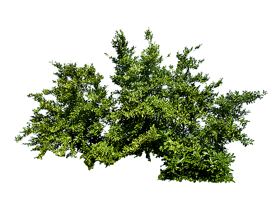 png clipart shrub tree bush green leaves illustration image file formats leaf