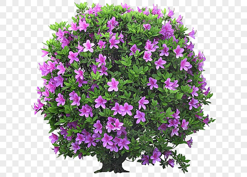 png clipart shrub tree flowering plant tree plant stem flower garden