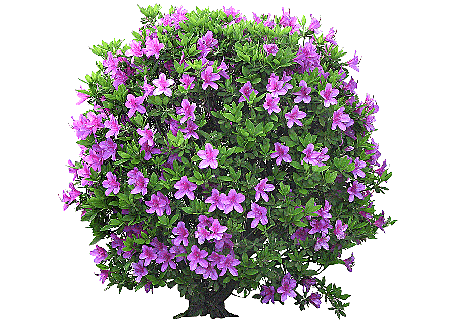 png clipart shrub tree flowering plant tree plant stem flower garden