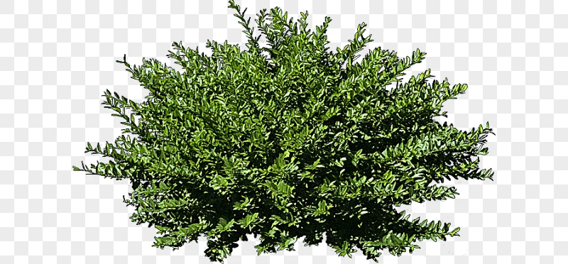 png clipart shrub tree graphy tree leaf photography