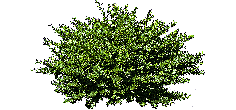 png clipart shrub tree graphy tree leaf photography