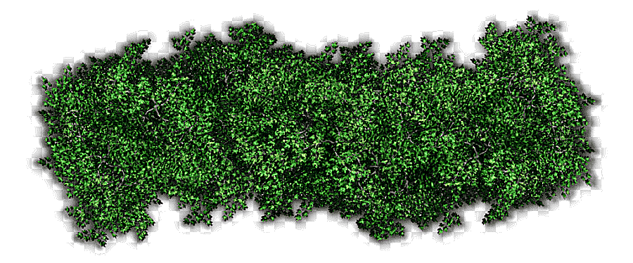 png clipart shrub tree hedge tree grass sticker