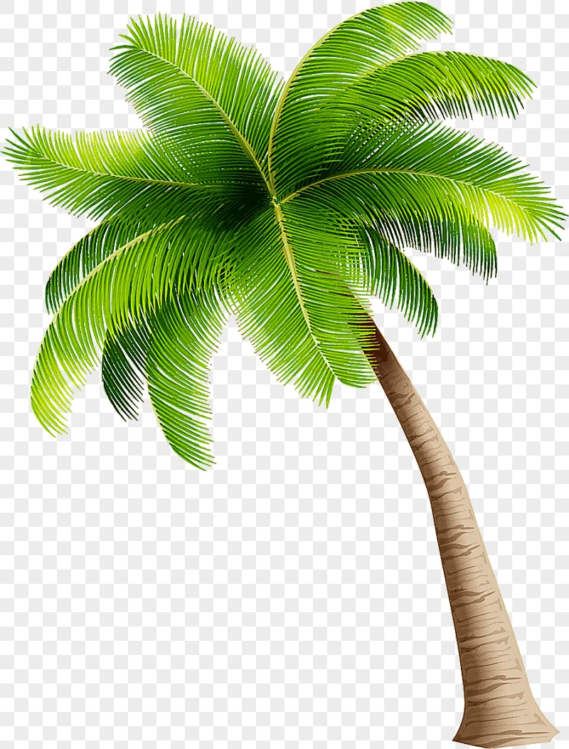 png clipart simple green coconut trees simple green