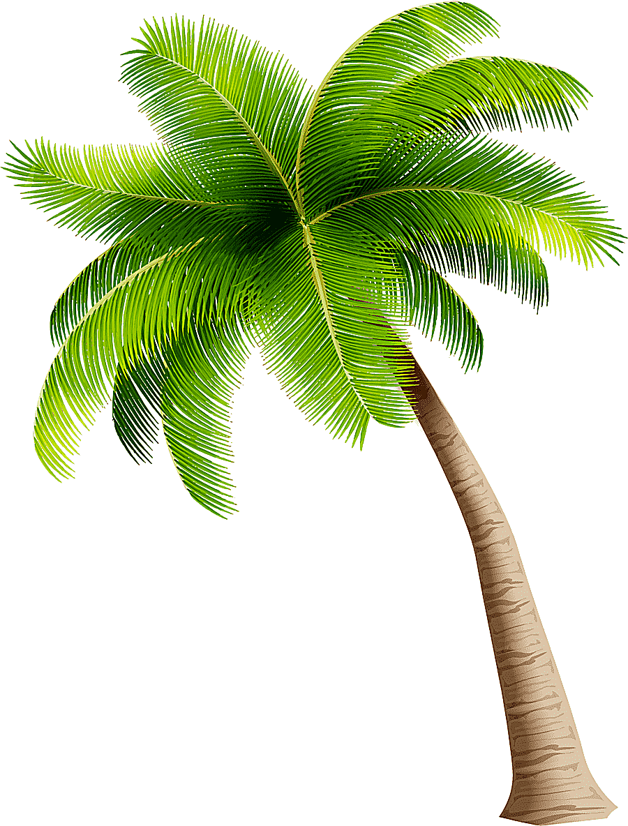 png clipart simple green coconut trees simple green