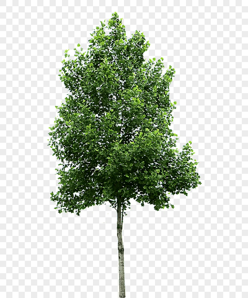 png clipart small trees birch deciduous tree leaf branch