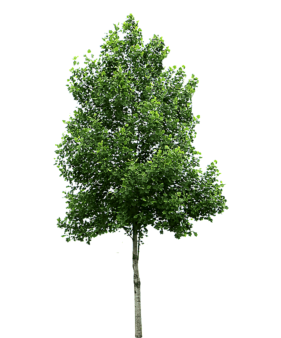 png clipart small trees birch deciduous tree leaf branch