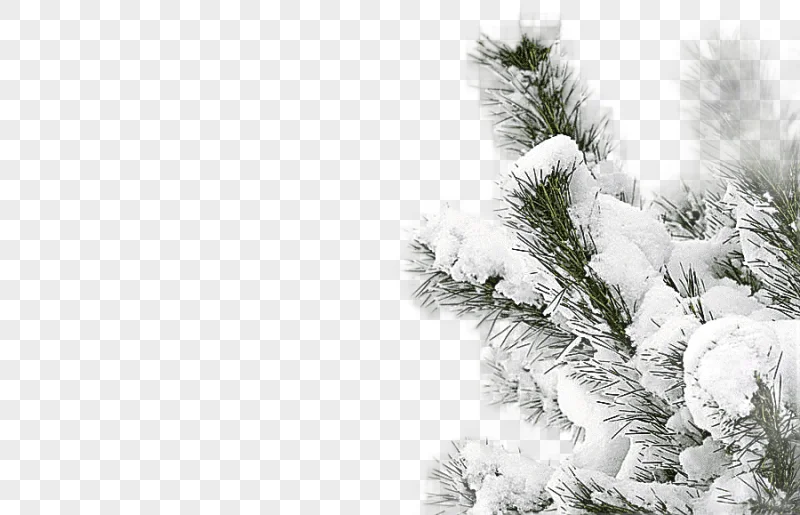 png clipart snow covered pine tree winter snow smile tree snowy winter tree photography tr