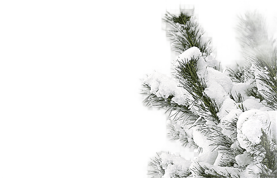 png clipart snow covered pine tree winter snow smile tree snowy winter tree photography tr