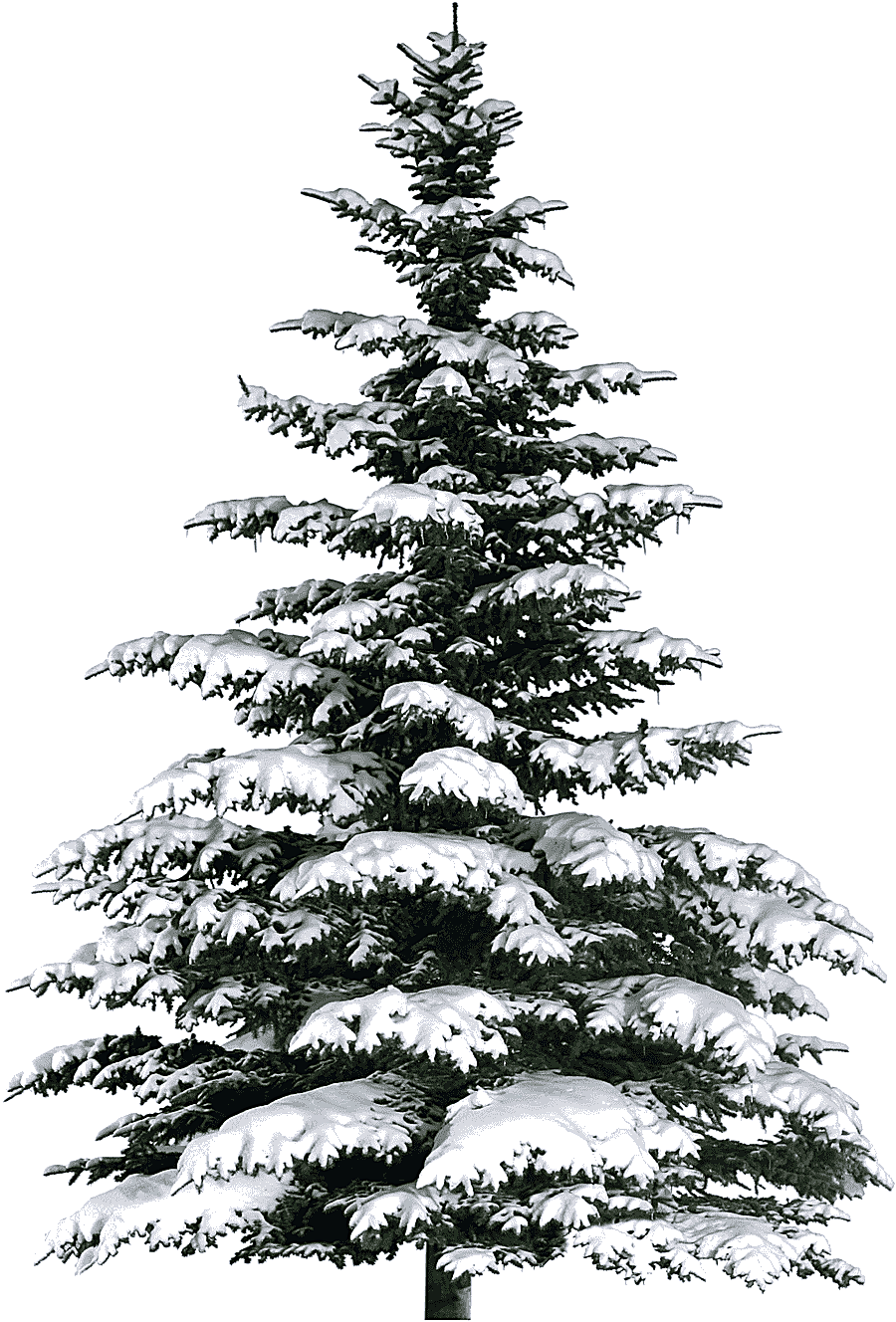 png clipart spruce christmas tree fir poster christmas tree winter holidays
