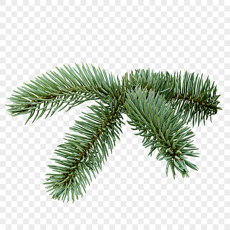 png clipart spruce christmas tree fir tree holidays branch