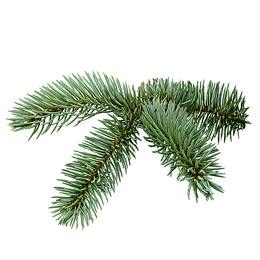 png clipart spruce christmas tree fir tree holidays branch